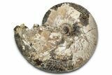 Fossil Ammonite (Rhaeboceras) - Bearpaw Shale, Montana #354621-1